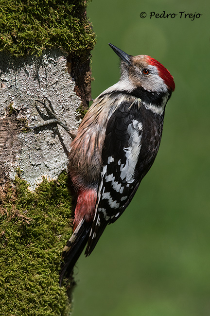 Pico mediano (Dendrocopos medius)